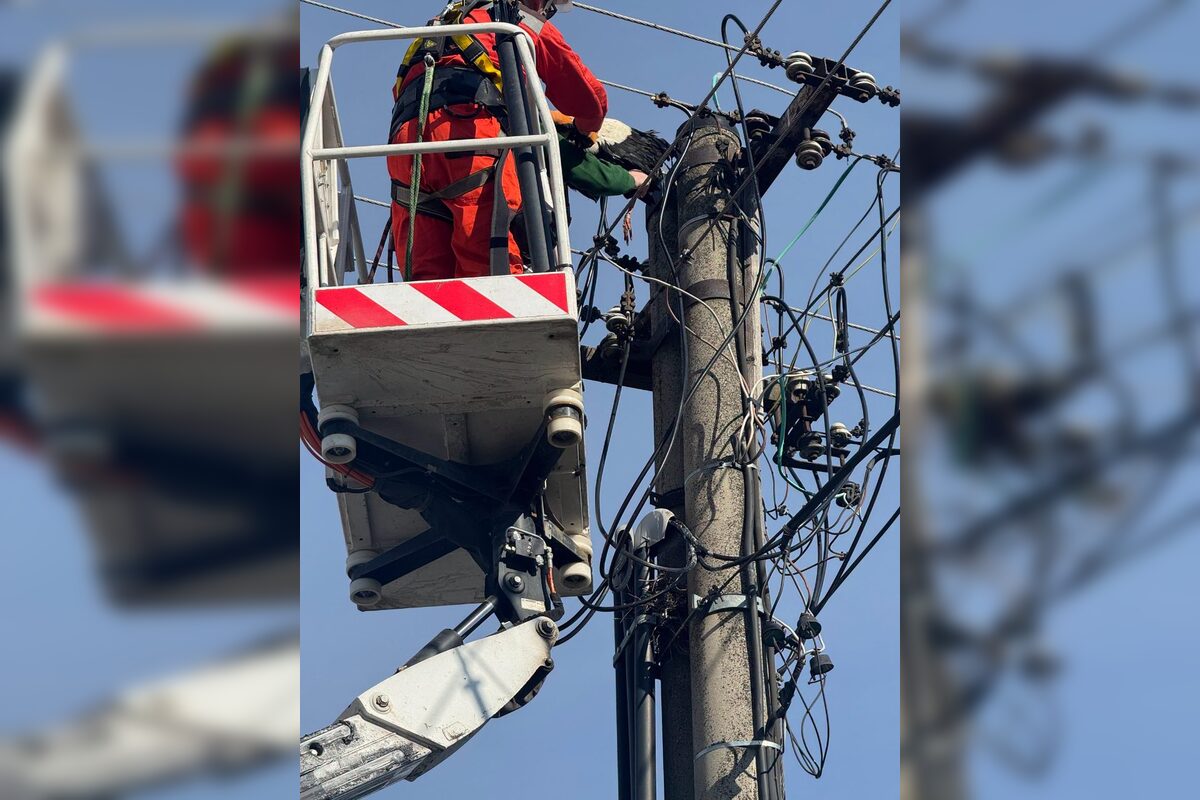 FOTO: Záchrana bociana v Lehniciach, foto 10