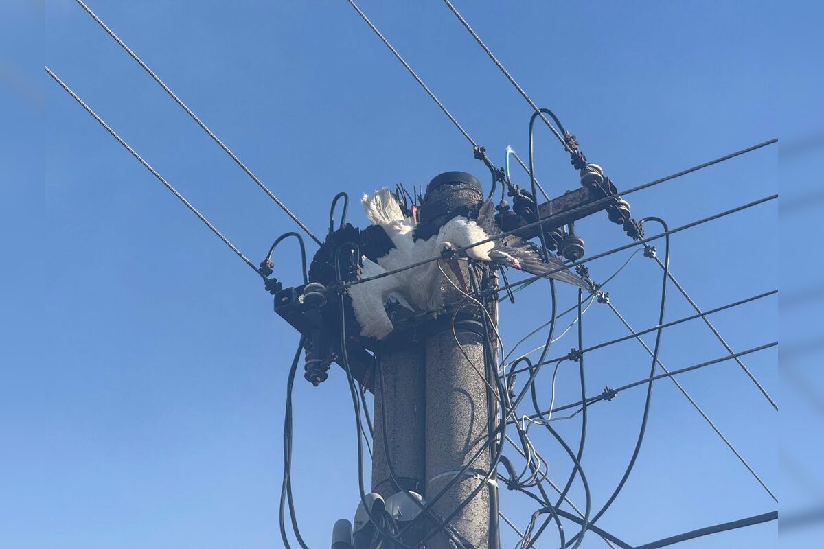 FOTO: Záchrana bociana v Lehniciach, foto 16