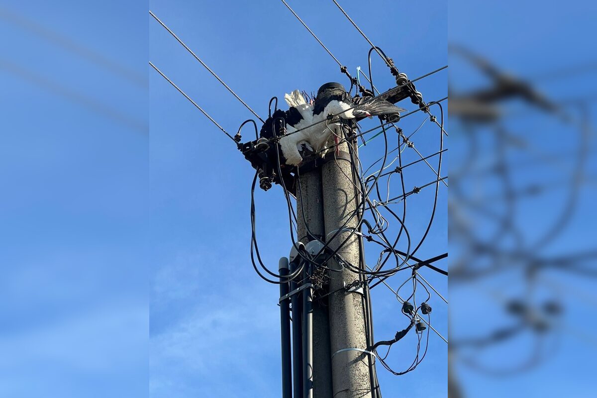 FOTO: Záchrana bociana v Lehniciach, foto 17