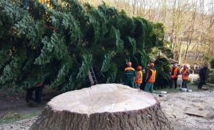 Bruselské hlavné námestie bude zdobiť vianočný strom z Horných Orešian