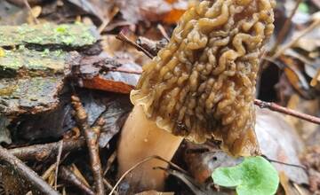 FOTO: V okolí Senice huby rastú ako po daždi. Hubári si domov nosia takéto úlovky