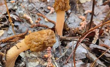 FOTO: V okolí Senice huby rastú ako po daždi. Hubári si domov nosia takéto úlovky