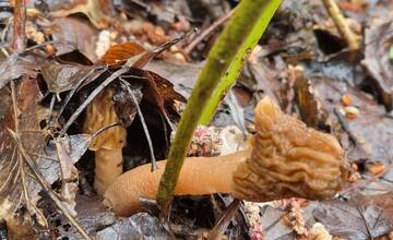FOTO: V okolí Senice huby rastú ako po daždi. Hubári si domov nosia takéto úlovky