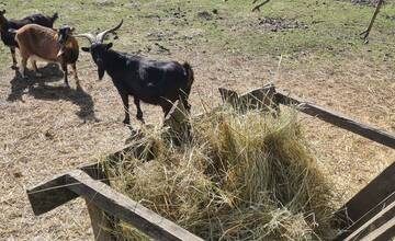 FOTO: Sú zvieratá pri Kamennom mlyne zanedbávané? Majiteľ nesúhlasí, zverejnil fotografie