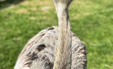 FOTO: Zvieratká nachádzajúce sa na farme v Šúrovciach