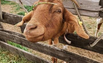FOTO: Zvieratká nachádzajúce sa na farme v Šúrovciach