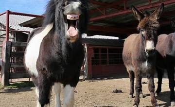 FOTO: Zvieratká nachádzajúce sa na farme v Šúrovciach