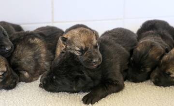 FOTO: Policajným psom sa narodili malinké šteniatka