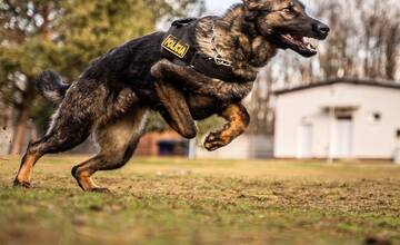 FOTO: Policajný zbor kúpi od chovateľov psy do výkonu služby