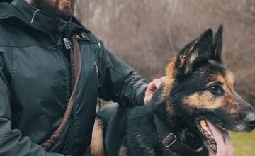 FOTO: Policajný zbor kúpi od chovateľov psy do výkonu služby