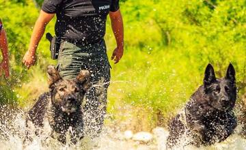 FOTO: Policajný zbor kúpi od chovateľov psy do výkonu služby
