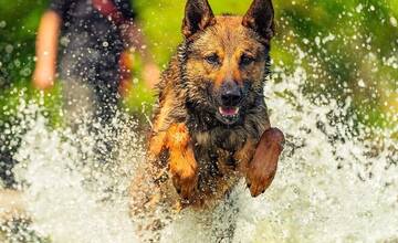 FOTO: Policajný zbor kúpi od chovateľov psy do výkonu služby