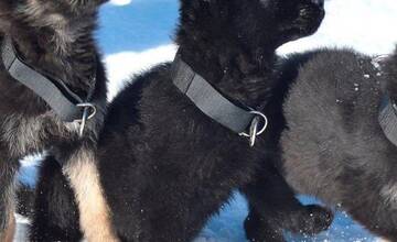 FOTO: Policajný zbor kúpi od chovateľov psy do výkonu služby