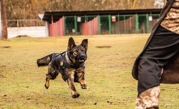 FOTO: Policajný zbor kúpi od chovateľov psy do výkonu služby