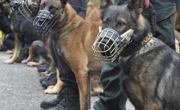 FOTO: Policajný zbor kúpi od chovateľov psy do výkonu služby