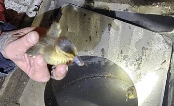FOTO: Hasiči zachránili kačaciu rodinku, ktorá uviazla v kanalizačnej vpusti