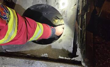 FOTO: Hasiči zachránili kačaciu rodinku, ktorá uviazla v kanalizačnej vpusti