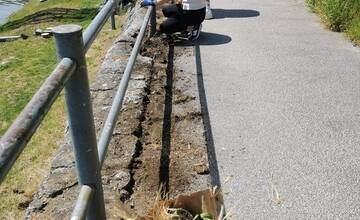 FOTO: Aktívni Piešťanci vyčistili nábrežie od buriny