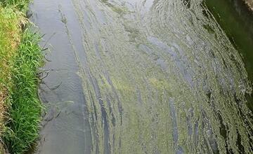 FOTO: Rieka Trnávka plná rias