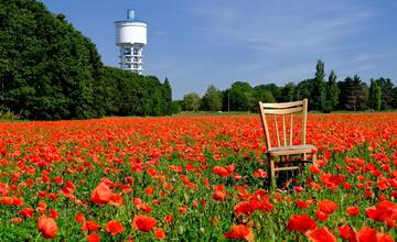 FOTO: Vlčie maky za lesoparkom