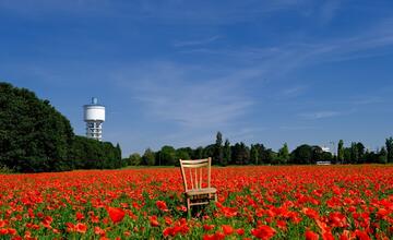 FOTO: Vlčie maky za lesoparkom