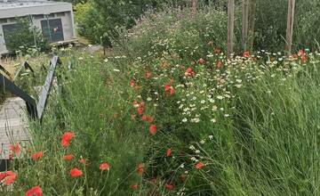 FOTO: Trnavčanka upozornila na vysokú trávu v meste