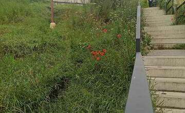 FOTO: Trnavčanka upozornila na vysokú trávu v meste