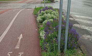 FOTO: Trnavčanka upozornila na vysokú trávu v meste