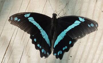 FOTO: Motýlia záhrada vo Vlčkovciach