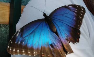 FOTO: Motýlia záhrada vo Vlčkovciach