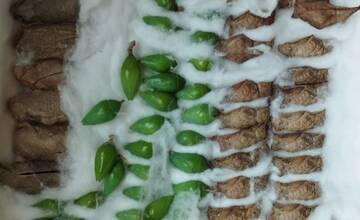 FOTO: Motýlia záhrada vo Vlčkovciach