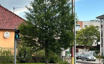 FOTO: Strom uprostred cyklochodníka