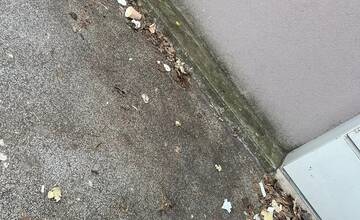 FOTO: Rozhádzané smeti Na Hlinách