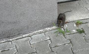 FOTO: Rozhádzané smeti Na Hlinách