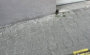 FOTO: Rozhádzané smeti Na Hlinách