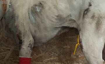 FOTO: Dve osoby z obce Dubovany týrali psa