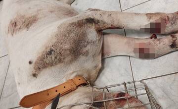 FOTO: Dve osoby z obce Dubovany týrali psa