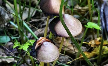 FOTO: Jesenný Majdán