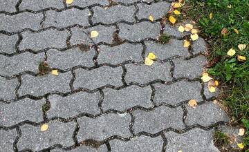 FOTO: Pozor na otravu na psov v Senici