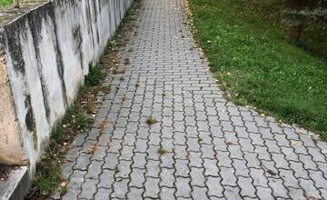 FOTO: Pozor na otravu na psov v Senici