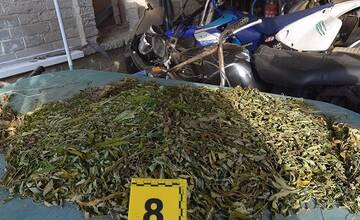 FOTO: Kriminalisti zadržali pestovateľa marihuany v obci Čáry