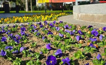 FOTO: Výsadba kvetov v Trnave