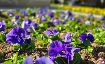 FOTO: Výsadba kvetov v Trnave