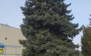 FOTO: Už aj Piešťany majú nový vianočný stromček. Kedy ho rozsviestia?