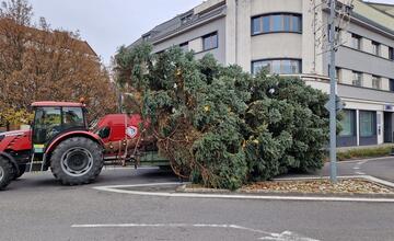 FOTO: Už aj Piešťany majú nový vianočný stromček. Kedy ho rozsviestia?