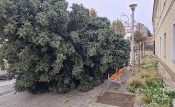 FOTO: Už aj Piešťany majú nový vianočný stromček. Kedy ho rozsviestia?