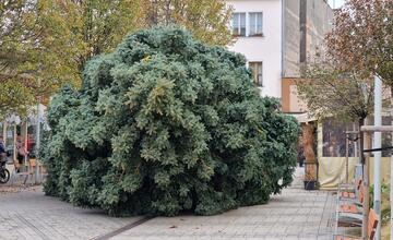 FOTO: Už aj Piešťany majú nový vianočný stromček. Kedy ho rozsviestia?