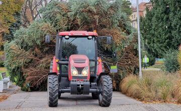 FOTO: Už aj Piešťany majú nový vianočný stromček. Kedy ho rozsviestia?
