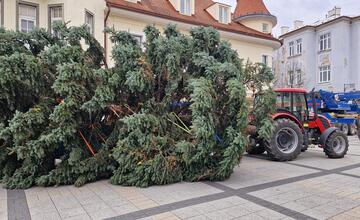 FOTO: Už aj Piešťany majú nový vianočný stromček. Kedy ho rozsviestia?