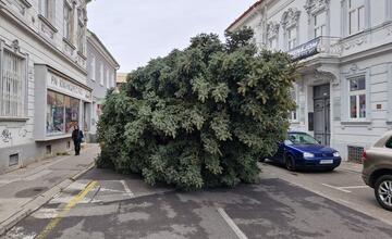 FOTO: Už aj Piešťany majú nový vianočný stromček. Kedy ho rozsviestia?